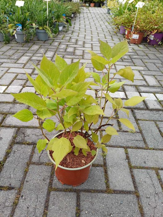 Hortensja krzewiasta Lime Rickey