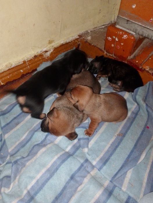 Oddam  szczeniaczki w dobre ręce