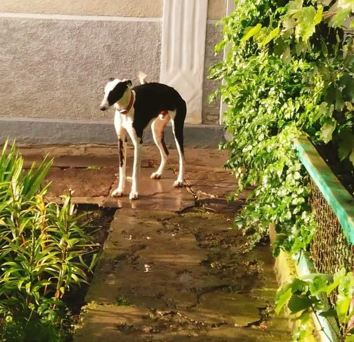 Хорти-мисливські собаки