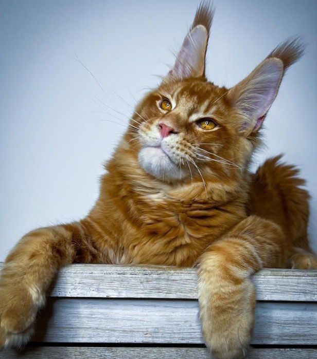 Vip Mainecoon кошенята