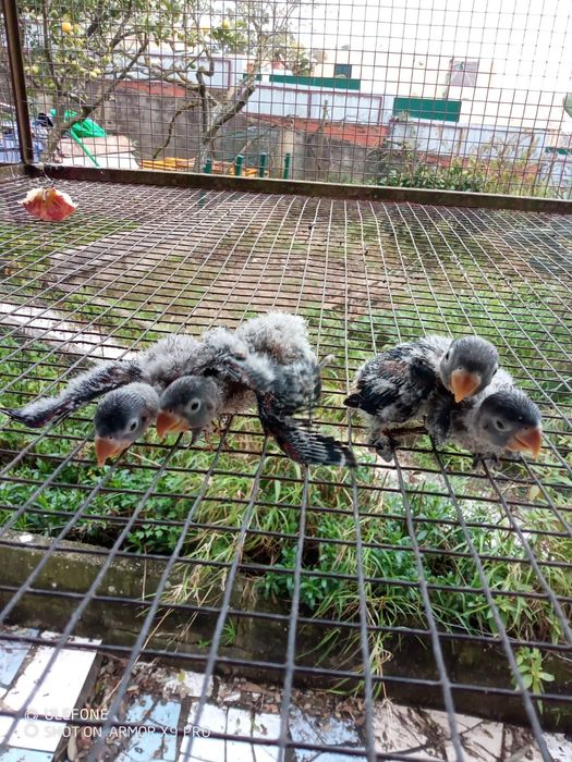 Agapornis p/criar à mão