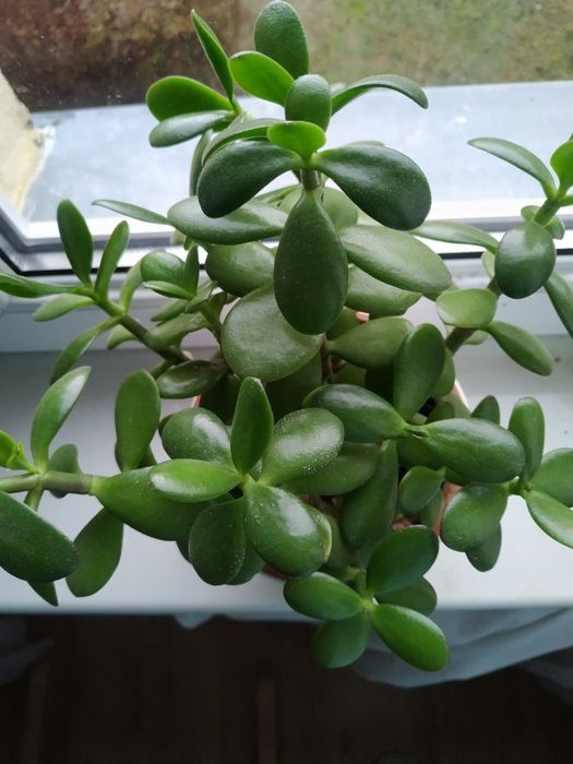 Drzewko szczęścia 25 cm