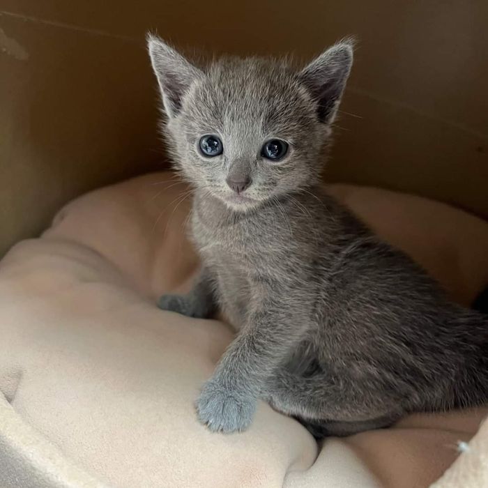 Kot Rosyjski Niebieski- Carska Maskotka*PL - Rosyjskie niebieskie