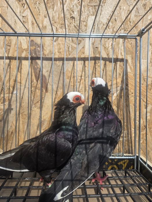 Para koroniarzy kończtych