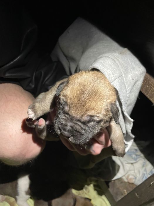 Отдам щенков в добрые руки