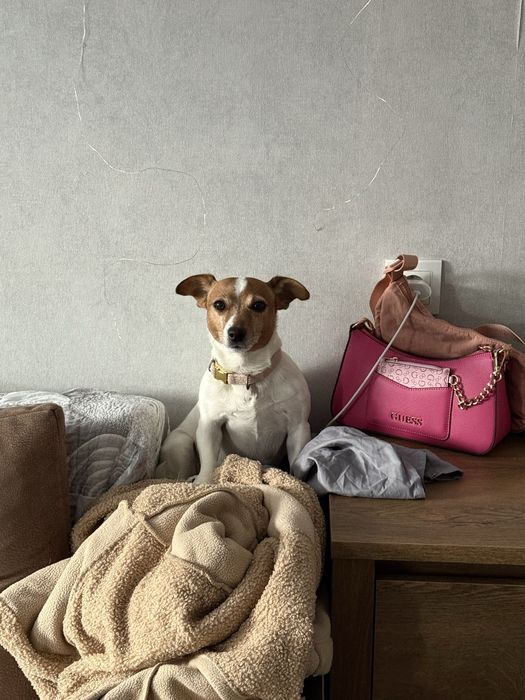 Джек Рассел в добрые руки