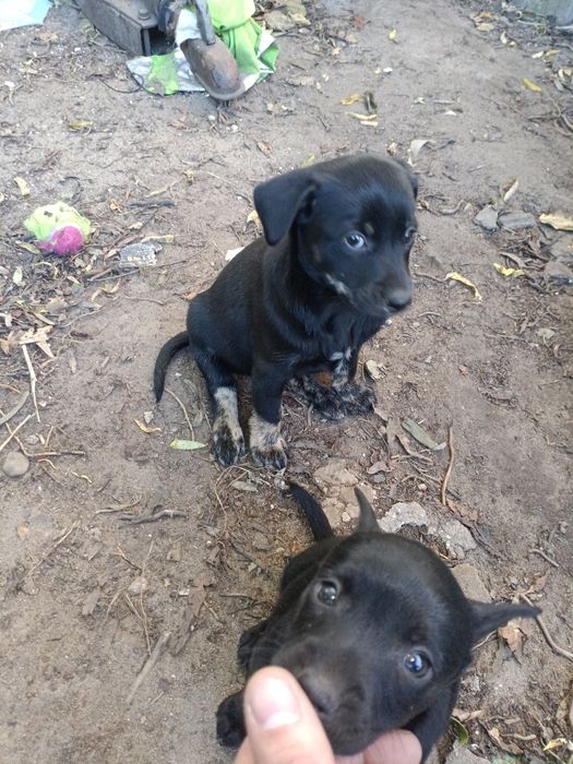 Szczeniaki do oddania za darmo