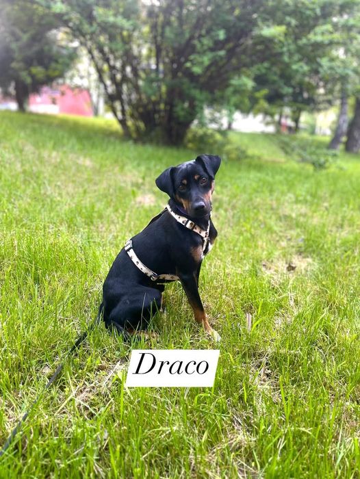 Draco szuka domu.