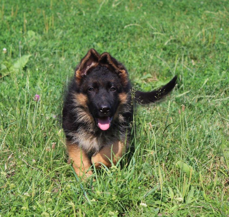 Цуценята німецької вівчарки. Документи КСУ.