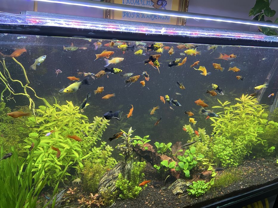 Mieczyk molinezja gupik zbrojnik-glonojad