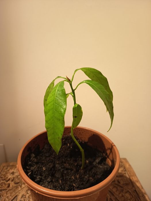 Pés de manga  para plantar