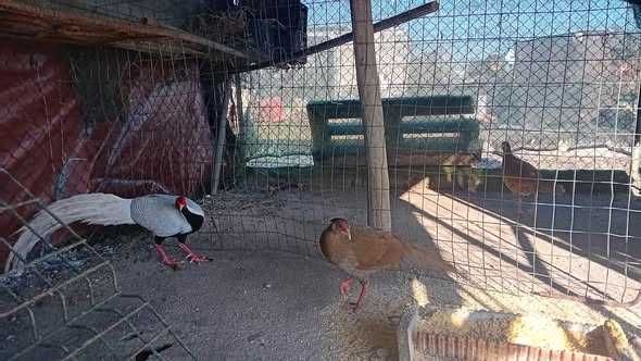 Faisões Prateados disponiveis