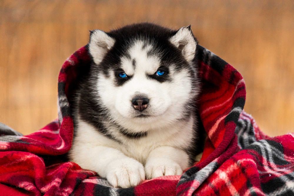 Блакитноокі цуценята хаскі