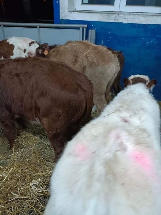 Cielaki żeruny opasy sm