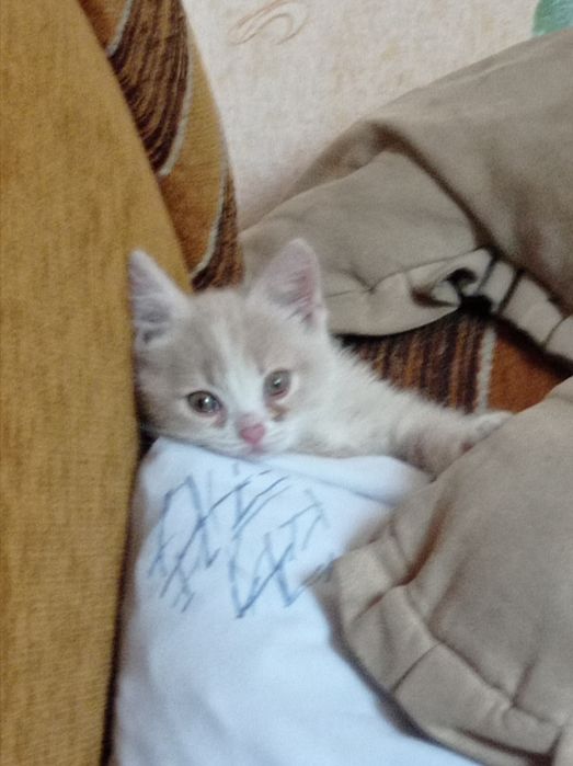 Кошеня 1 місяц  БЕЗКОШТОВНО у ДОБРІ руки