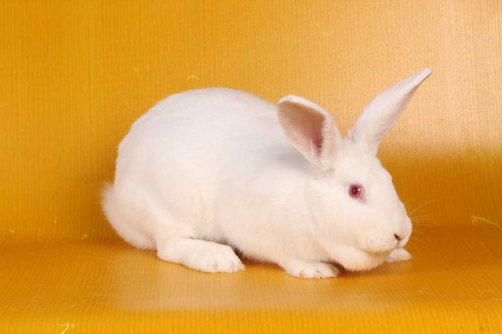 Królik termondzki króliki nowość