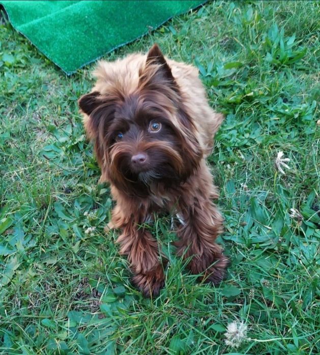 Yorkshire terrier czekoladowa suczka
