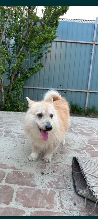 Віддам в добрі руки молодого песика