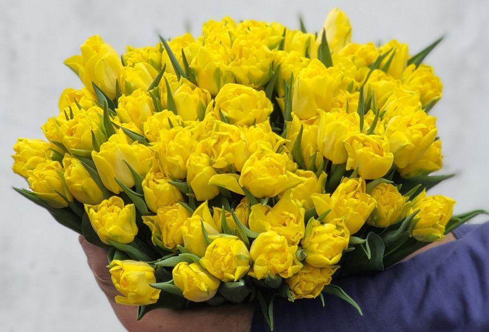 Тюльпаны!!! 51шт, 101шт,201шт,тюльпани,цветы,букеты,букети,квіти, тюль