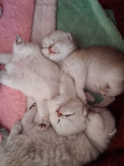 British Shorthair silver chinchilla