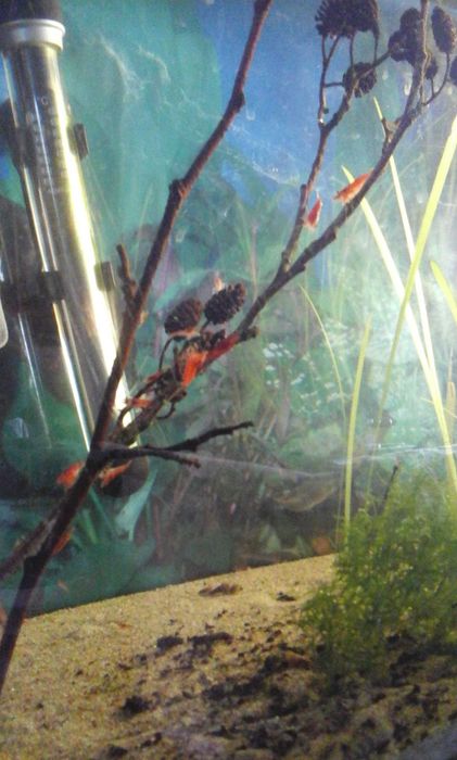 Krewetki red cherry