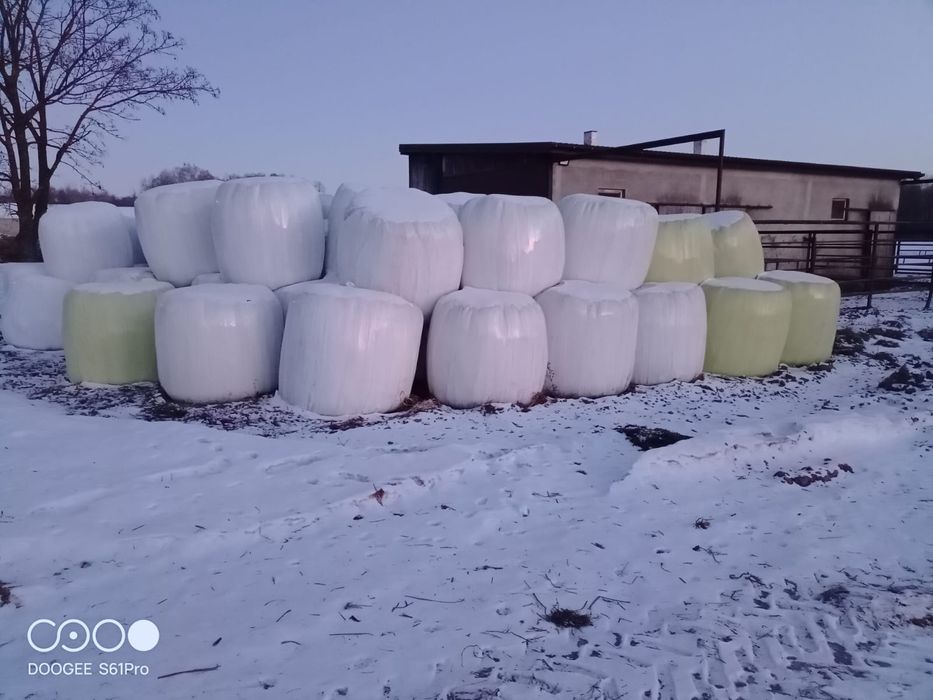 Baloty z sianokiszonką