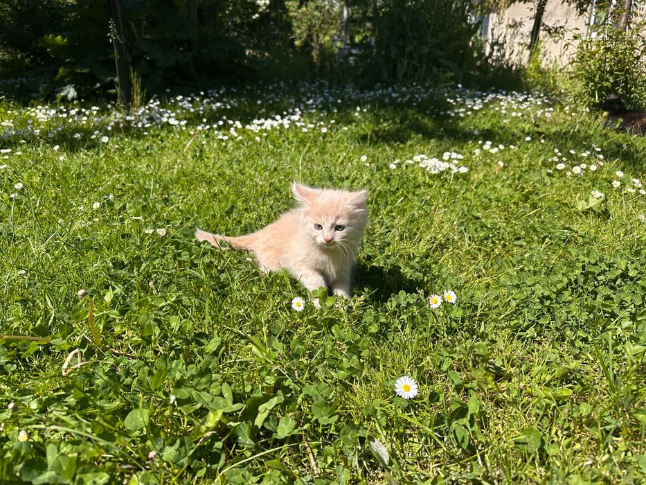 Віддам двох маленьких кошенят в добрі руки…