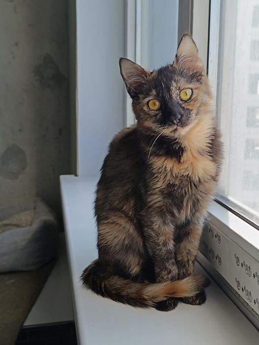 Невезучая Ниндзя бесплатно