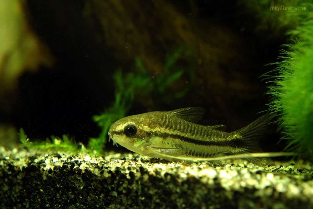 Kirys pigmej GRUBY KOCUR sklep zoologiczny rzeszów