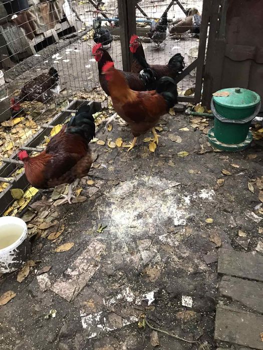 Півень Лівенська