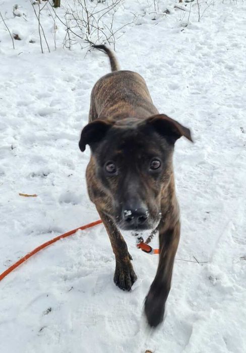 Piękny Prążek szuka domu