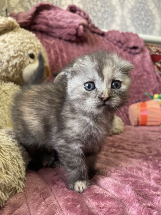 Шотландські весловухі кошенята
