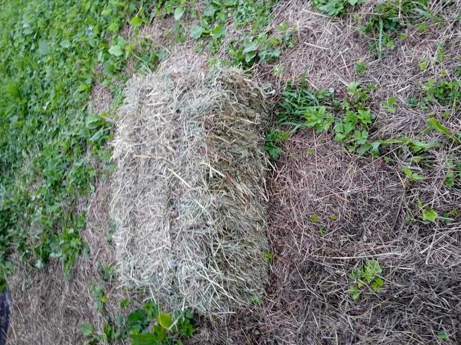 Продам тюки сіна