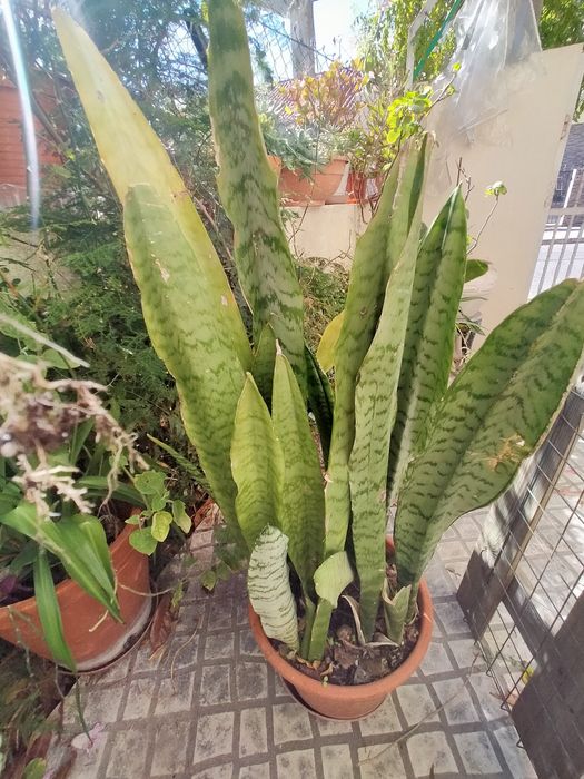 Planta Espada-de-Sao-jorge