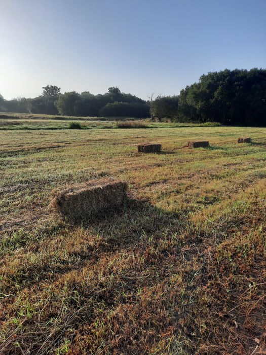 Fardos de feno de qualidade razoável
