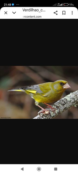 Canários lindos pássaros para despachar
