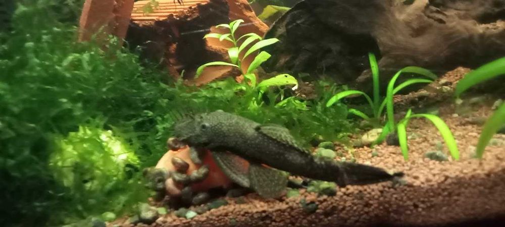 Ancistrus macho 10 cm