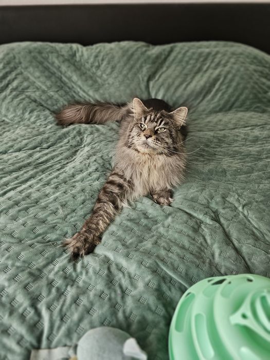Biała Kotka Maine Coon - GIZA