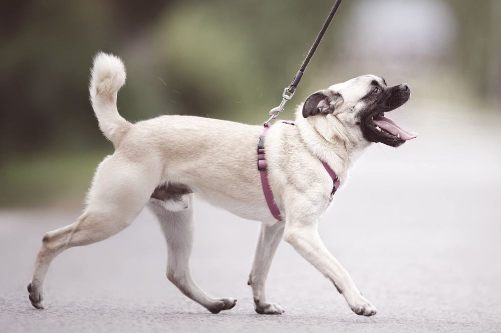 Zack, pseudo mopsik czeka na dom