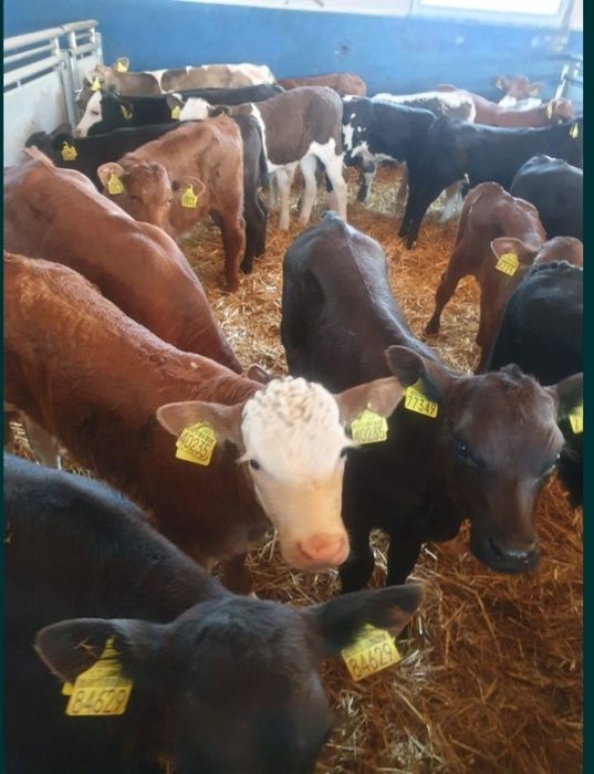 Cielaki opasy mięsne