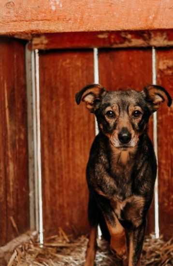 Figa to wrażliwa sunia, którą przytłacza schronisko... Adoptujesz?
