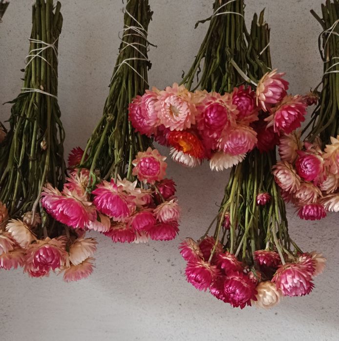 Suszone kwiaty kocanki bukiety