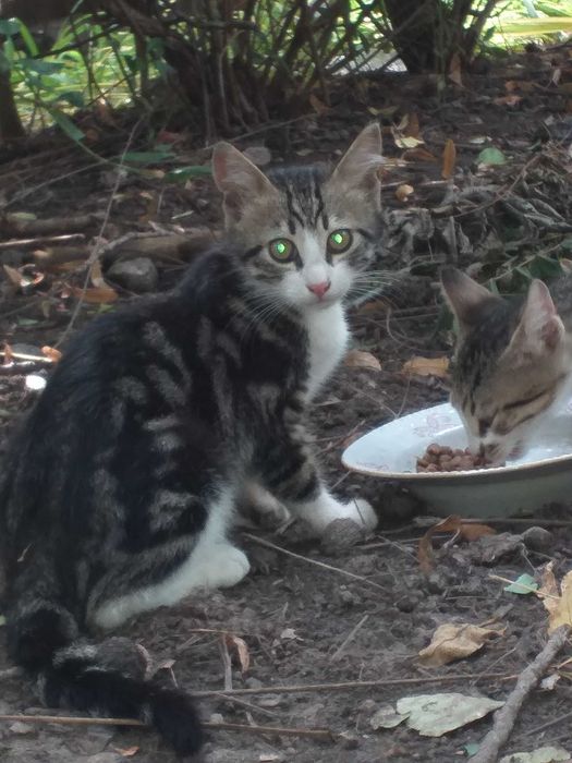 Котенок мальчик бескоштовно