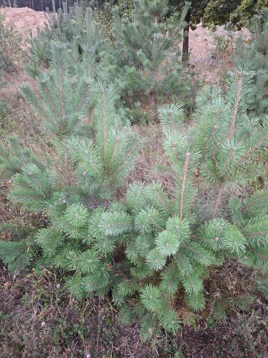 Sosna, brzoza, dąb- drzewka sadzonki