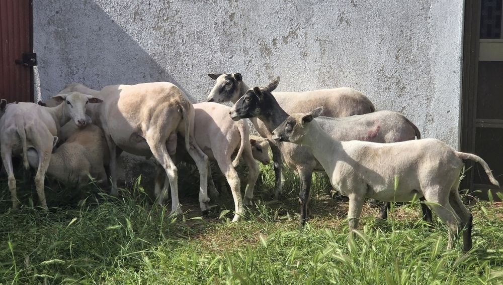 10 Ovelhas Inra 401