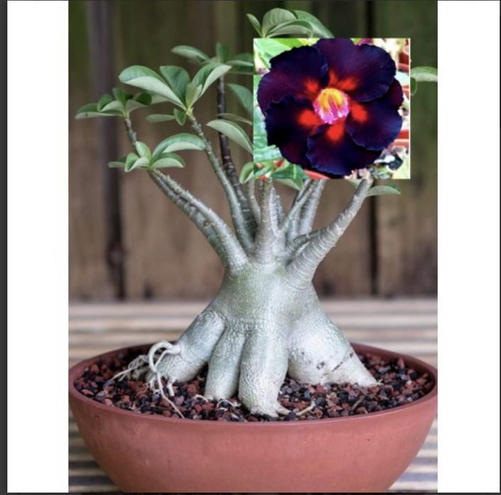 Комнатные цветы адениум