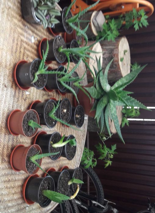 Клеродендрум Филиппинский, Томсона, Алоэ столетник и Вера