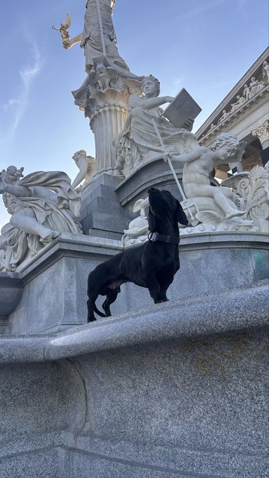 Вʼязка чорна такса, кобель