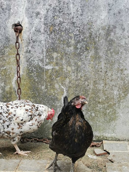 7 galinhas raças várias