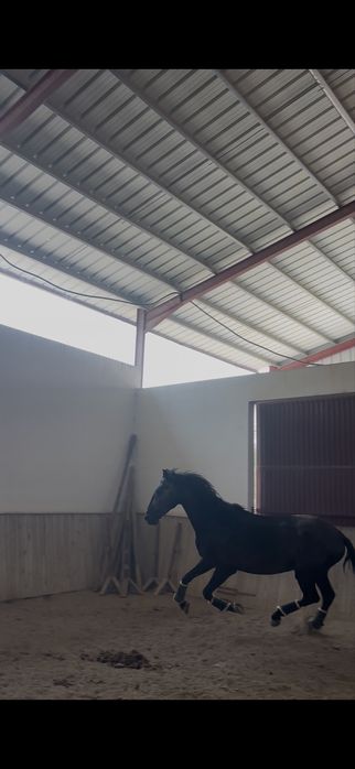 Poldro lusitano montado 4 anos